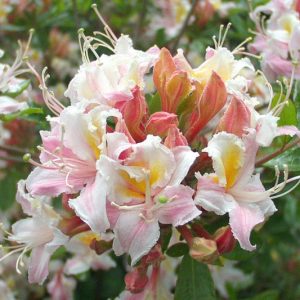 Rhododendron Occidentale, Western Azalea, Honeysuckle Azalea, Pacific Azalea, Azalea occidentalis, Fragrant Azalea, Fragrant Rhododendron, Late Midseason Azalea, Late Season Azalea, Pink Azalea, Pink Rhododendron, Pink Flowering Shrub