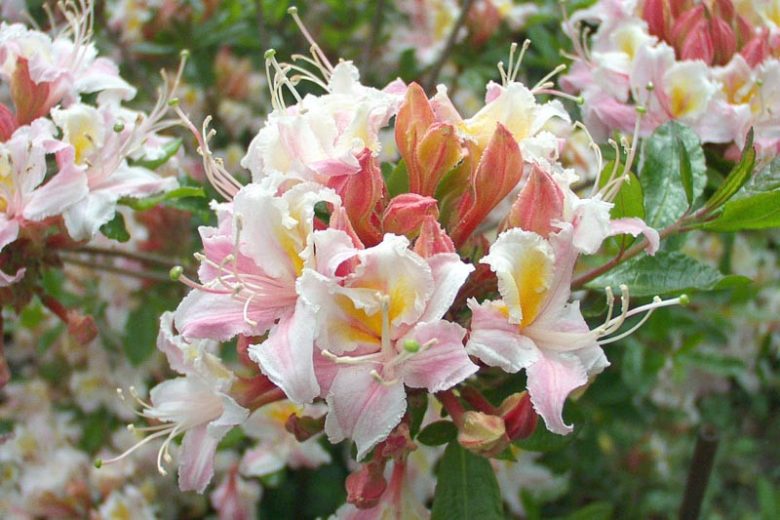 Rhododendron Occidentale, Western Azalea, Honeysuckle Azalea, Pacific Azalea, Azalea occidentalis, Fragrant Azalea, Fragrant Rhododendron, Late Midseason Azalea, Late Season Azalea, Pink Azalea, Pink Rhododendron, Pink Flowering Shrub