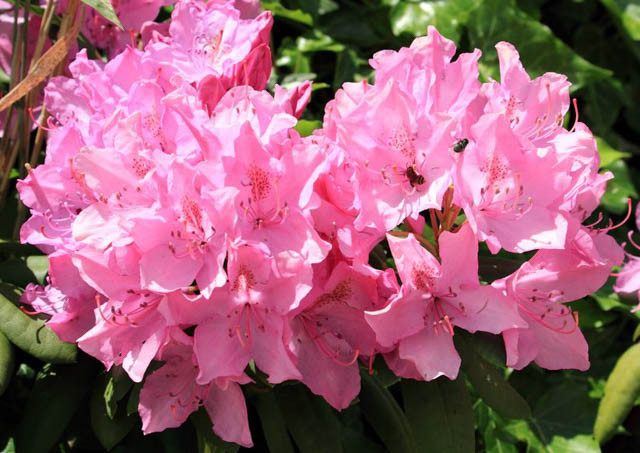 Rhododendron 'Olga Mezitt', Rhododendron 'Olga Mezzitt', pink flowers, pink rhododendron, pink flowering shrub