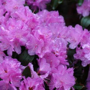 Rhododendron 'PJM Elite', 'PJM Elite' Rhododendron, PJM Group, Early Midseason Rhododendron, Evergreen Rhododendron, Purple Rhododendron, Purple Flowering Shrub