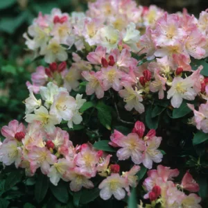 Rhododendron 'Percy-Wiseman', 'Percy-Wiseman' Rhododendron, Mid Season Rhododendron, Evergreen Rhododendron, White flowers, White rhododendron, White flowering shrub
