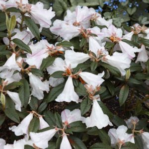 Rhododendron 'Princess Alice', 'Princess Alice' Rhododendron, Early Midseason Rhododendron, Fragrant Rhododendron, White Rhododendron, White Flowering Shrub