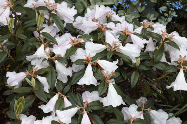 Rhododendron 'Princess Alice', 'Princess Alice' Rhododendron, Early Midseason Rhododendron, Fragrant Rhododendron, White Rhododendron, White Flowering Shrub