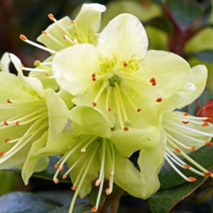 Rhododendron 'Princess Anne', 'Princess Anne' Rhododendron, Early Midseason Rhododendron, Evergreen Rhododendron, Yellow Rhododendron, Yellow Flowering Shrub