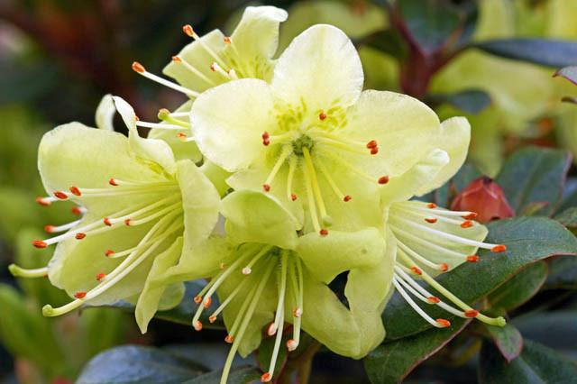 Rhododendron 'Princess Anne', 'Princess Anne' Rhododendron, Early Midseason Rhododendron, Evergreen Rhododendron, Yellow Rhododendron, Yellow Flowering Shrub