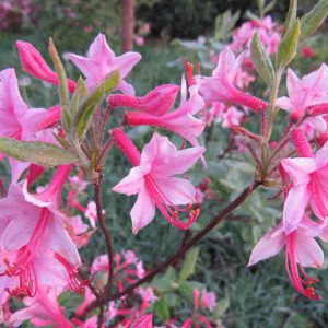 Rhododendron Prinophyllum, Roseshell Azalea, Early Azalea, Woolly Azalea, Rhododendron roseum, Azalea prinophylla, Rhododendron nudiflorum var. roseum, Midseason Azalea, Deciduous Azalea, Pink Azalea, Pink Flowering Shrub