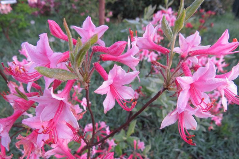 Rhododendron Prinophyllum, Roseshell Azalea, Early Azalea, Woolly Azalea, Rhododendron roseum, Azalea prinophylla, Rhododendron nudiflorum var. roseum, Midseason Azalea, Deciduous Azalea, Pink Azalea, Pink Flowering Shrub
