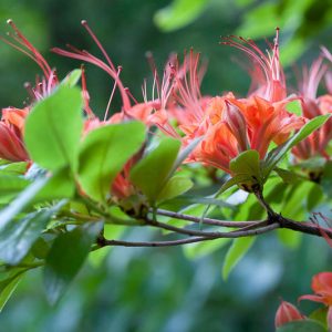 Rhododendron Prunifolium, Plumleaf Azalea , Plum Leaf Azalea, orange flowers, orange rhododendron, orange flowering shrub, orange azalea, red flowers, red rhododendron, red flowering shrub, red azalea, Very Late Rhododendrons