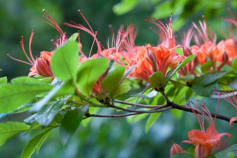 Rhododendron Prunifolium, Plumleaf Azalea , Plum Leaf Azalea, orange flowers, orange rhododendron, orange flowering shrub, orange azalea, red flowers, red rhododendron, red flowering shrub, red azalea, Very Late Rhododendrons