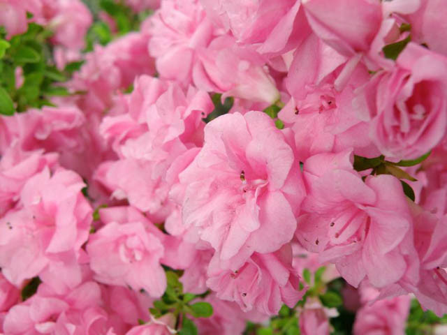Rhododendron 'Rosebud','Rosebud' Rhododendron, 'Rosebud' Azalea, 'Rose Bud' Evergreen Azalea, Midseason Azalea, Gable Hybrid, Pink Azalea, Pink Rhododendron, Pink Flowering Shrub, Pink Evergreen Shrub