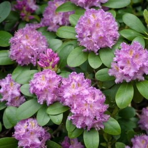 Rhododendron 'Roseum Elegans','Roseum Elegans' Rhododendron, Rhododendron catawbiense 'Roseum Elegans', Late Midseason Azalea,, Purple Azalea, Purple Rhododendron, Purple Flowering Shrub