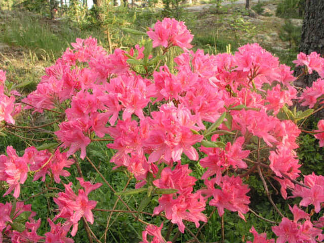 Rhododendron 'Rosy Lights','Rosy Lights' Rhododendron, 'Rosy Lights' Azalea, Late Midseason Azalea, Deciduous Azalea, Pink Azalea, Pink Rhododendron, Pink Flowering Shrub