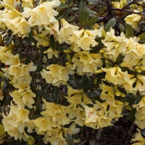 Rhododendron 'Saffron Queen', 'Saffron Queen' Rhododendron, Early Midseason Rhododendron, Fragrant Rhododendron, Yellow Rhododendron, Yellow Flowering Shrub