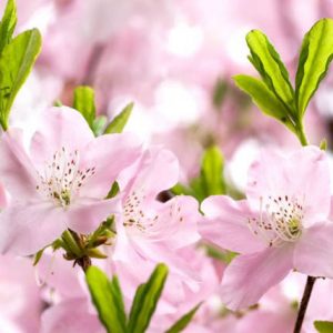Rhododendron Schlippenbachii,Royal Azalea, Deciduous Azalea, Early Midseason Azalea, Pink Azalea, Pink Rhododendron, Pink Flowering Shrub, Fragrant Azalea