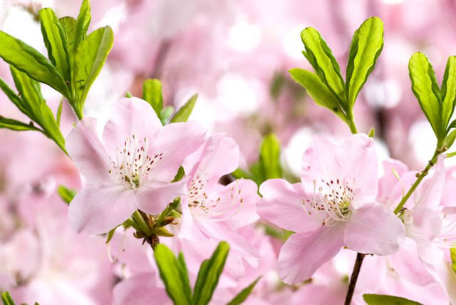 Rhododendron Schlippenbachii,Royal Azalea, Deciduous Azalea, Early Midseason Azalea, Pink Azalea, Pink Rhododendron, Pink Flowering Shrub, Fragrant Azalea