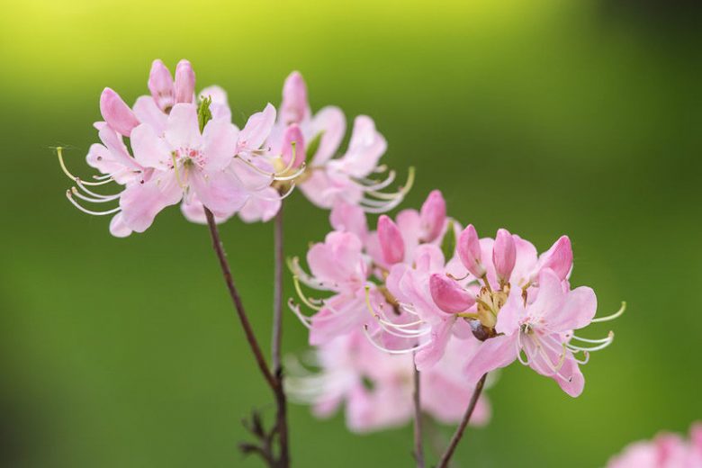 Rhododendron Vaseyi, Pink-Shell Azalea, pink flowers, pink rhododendron, pink flowering shrub
