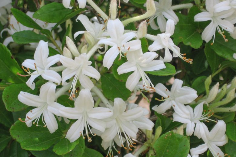 Rhododendron Viscosum, Swamp Azalea, Swamp Honeysuckle, White Swamp Honeysuckle, Deciduous Azalea, Very Late Season Rhododendron, Fragrant Rhododendron, White Rhododendron, White Flowering Shrub