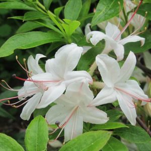 Rhododendron 'Weston's Innocence','Weston's Innocence' Azalea, Azalea 'Weston's Innocence', Deciduous Azalea, Late Season Azalea, Fragrant Azalea, Fragrant Rhododendron, White Azalea, White Rhododendron, White Flowering Shrub