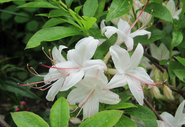 Rhododendron 'Weston's Innocence','Weston's Innocence' Azalea, Azalea 'Weston's Innocence', Deciduous Azalea, Late Season Azalea, Fragrant Azalea, Fragrant Rhododendron, White Azalea, White Rhododendron, White Flowering Shrub