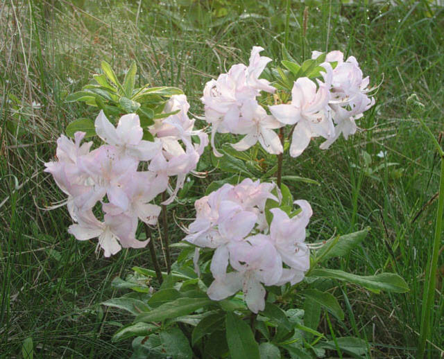Rhododendron 'White Lights','White Lights' Rhododendron, 'White Lights' Azalea, Late Midseason Azalea, Deciduous Azalea, White Azalea, White Rhododendron, White Flowering Shrub