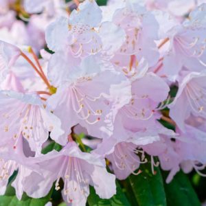 Rhododendron 'Windbeam', 'Windbeam' Rhododendron, 'Windbeam' Azalea, Deciduous Azalea, Early Midseason Azalea, Pink Azalea, Pink Rhododendron, Pink Flowering Shrub