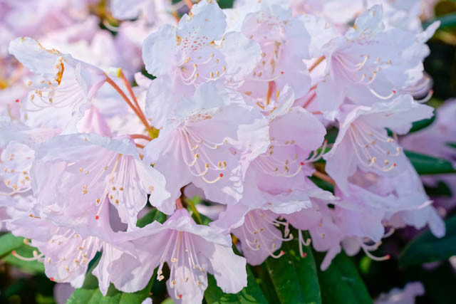 Rhododendron 'Windbeam', 'Windbeam' Rhododendron, 'Windbeam' Azalea, Deciduous Azalea, Early Midseason Azalea, Pink Azalea, Pink Rhododendron, Pink Flowering Shrub