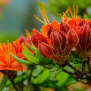 Rhododendron Calendulaceum, Flame Azalea, Azalea calendulacea, Azalea lutea, Late-Midseason Azalea, Late Season Azalea, Deciduous Azaleas, Yellow Azalea, Yellow  Rhododendron, Yellow Flowering Shrub