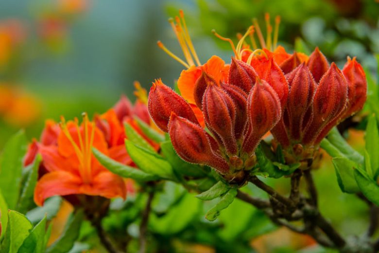 Rhododendron Calendulaceum, Flame Azalea, Azalea calendulacea, Azalea lutea, Late-Midseason Azalea, Late Season Azalea, Deciduous Azaleas, Yellow Azalea, Yellow  Rhododendron, Yellow Flowering Shrub