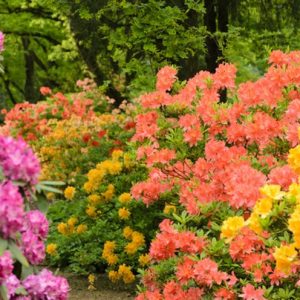 Rhododendron mollis,Mollis Azalea, Late Midseason Azalea, Deciduous Azalea, Orange Azalea, Orange Rhododendron, Orange Flowering Shrub
