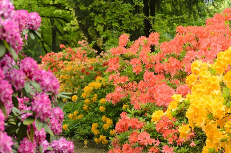 Rhododendron mollis,Mollis Azalea, Late Midseason Azalea, Deciduous Azalea, Orange Azalea, Orange Rhododendron, Orange Flowering Shrub
