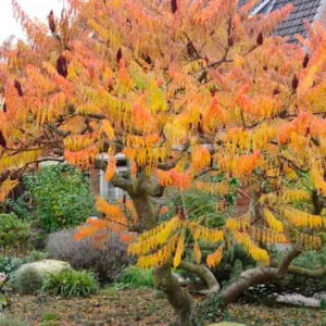 Rhus Typhina 'Dissecta', Cut-Leaf Staghorn Sumac, Rhus hirta 'Laciniata', Rhus typhina f. laciniata, Rhus typhina 'Laciniata', Fall color, Shrub