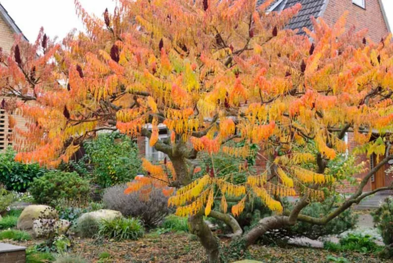 Rhus Typhina 'Dissecta', Cut-Leaf Staghorn Sumac, Rhus hirta 'Laciniata', Rhus typhina f. laciniata, Rhus typhina 'Laciniata', Fall color, Shrub