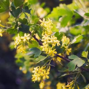 Ribes Odoratum, Clove Currant, Buffalo Currant, Missouri Currant, Golden Currant, Ribes aureum, Ribes fragrans, Black Berries, Black Currants, Yellow Flowers, flowering shrub, fragrant shrub
