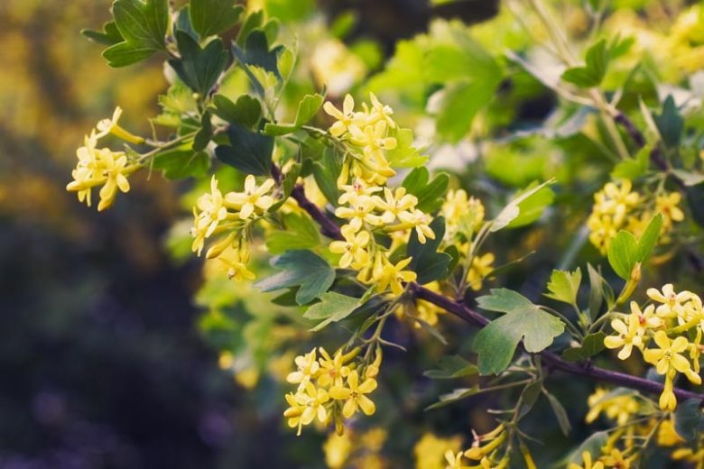 Ribes Odoratum, Clove Currant, Buffalo Currant, Missouri Currant, Golden Currant, Ribes aureum, Ribes fragrans, Black Berries, Black Currants, Yellow Flowers, flowering shrub, fragrant shrub