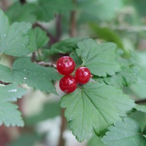 Ribes alpinum, Alpine Currant, Mountain Currant, Shrub with fall color, fall color, shrub with berries