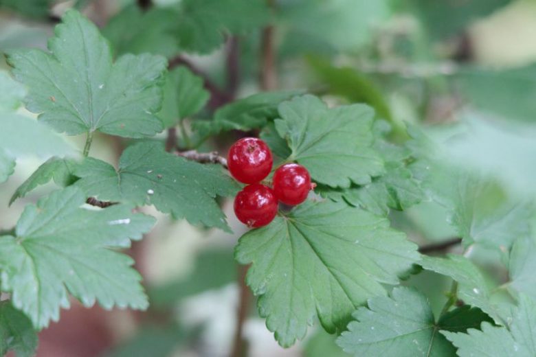 Ribes alpinum, Alpine Currant, Mountain Currant, Shrub with fall color, fall color, shrub with berries