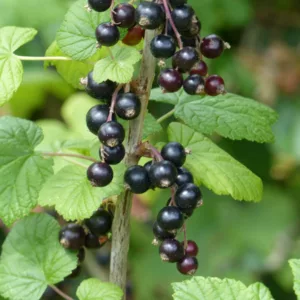 Ribes nigrum 'Ben Lomond', Black Currant 'Ben Lomond', Blackcurrant 'Ben Lomond', Black Berries, Black Currants, Fruit Shrub