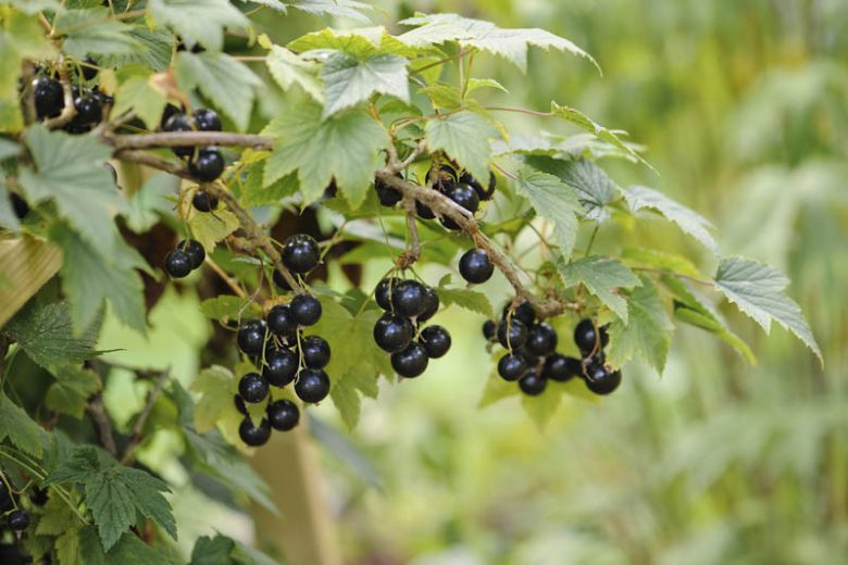 Ribes nigrum 'Ben Sarek', Black Currant 'Ben Sarek', Blackcurrant 'Ben Sarek', Black Berries, Black Currants, Fruit Shrub