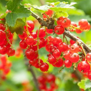 Ribes rubrum 'Red Lake', Red Currant 'Red Lake', Redcurrant 'Red Lake', Red Berries, Red Currants, Fruit Shrub