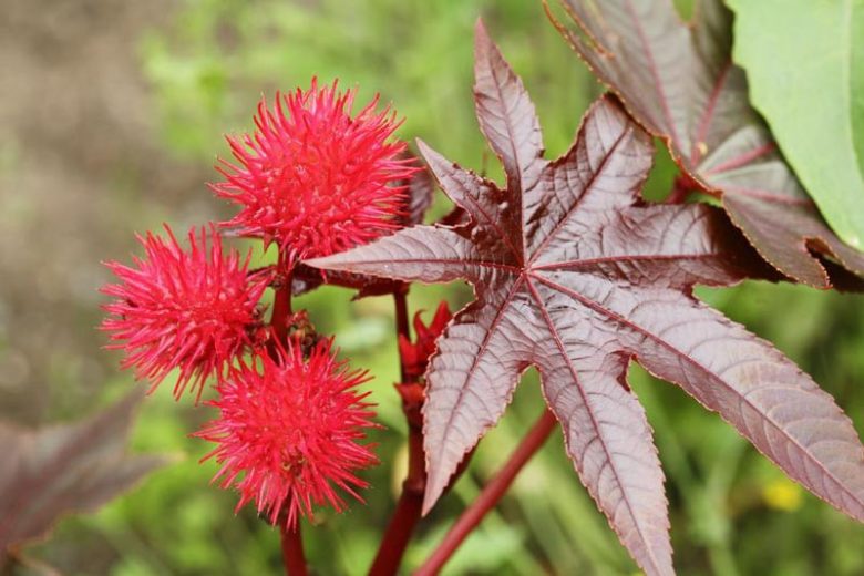 Ricinus Communis 'Carmencita' (Castor Oil Plant),  Castor Bean 'Carmencita'