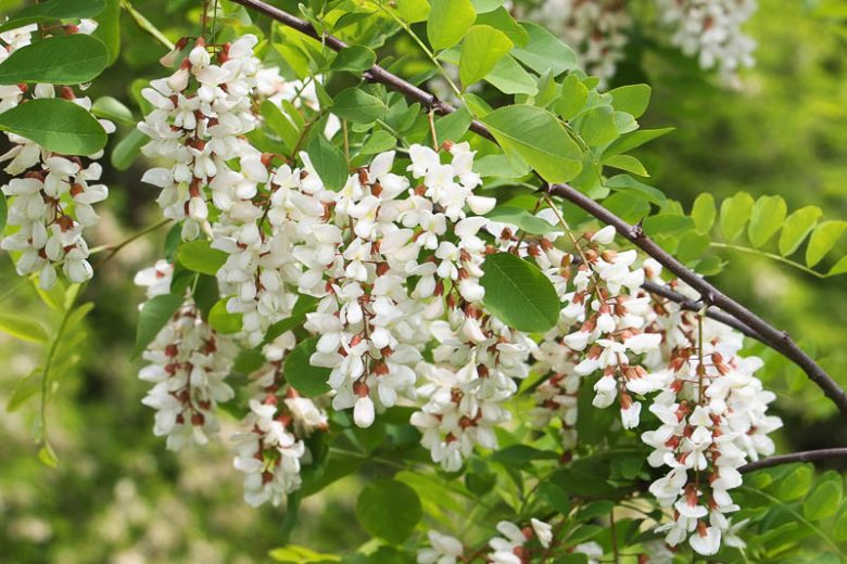 Robinia pseudoacacia,Common Robinia, False Acacia, Bastard Acacia, Black Locust, Fragrant White Locust, Locust, Yellow Locust, White flowers, Fragrant flowers, Fragrant tree