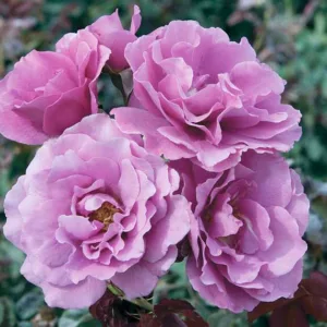 Rose 'Angel Face', Rosa 'Angel Face', Floribunda Roses, Shrub Roses, Lavender Roses, Purple Roses, Disease Resistant Roses