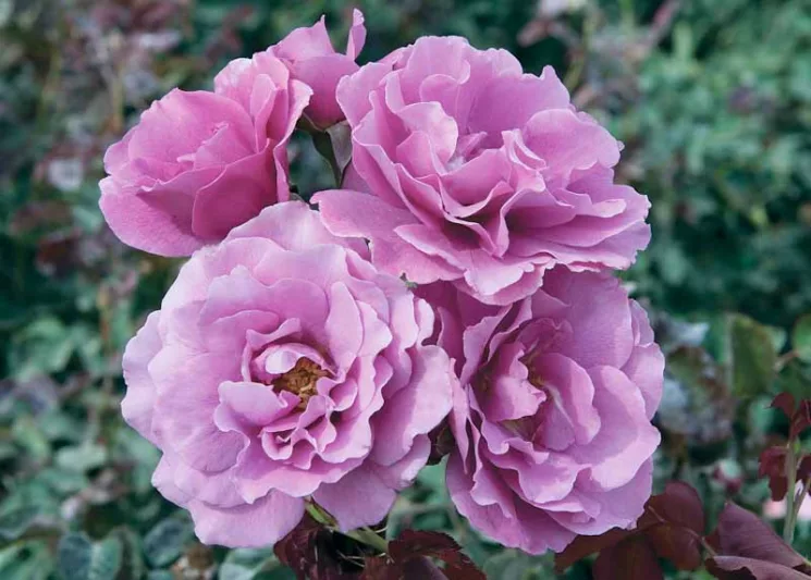 Rose 'Angel Face', Rosa 'Angel Face', Floribunda Roses, Shrub Roses, Lavender Roses, Purple Roses, Disease Resistant Roses