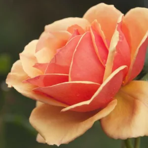 Rosa 'Anna's Promise', Rose 'Anna's Promise', Rosa 'WEKdoofat', Grandiflora Roses, Shrub Roses, Orange roses, Shrub roses, Bicolor Roses, Rose bush