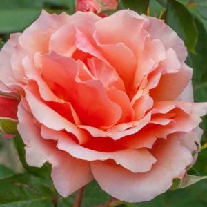 Rosa 'Apricot Candy', Rose 'Apricot Candy', Rosa 'Meibedull', Hybrid Tea Roses, Shrub Roses, Pink Roses, Apricot Roses
