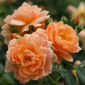 Rose 'At Last®', Rosa 'At Last®', Rosa x 'HORCOGJIL', Shrub Roses, Orange Roses, Apricot Roses, Disease Resistant Roses