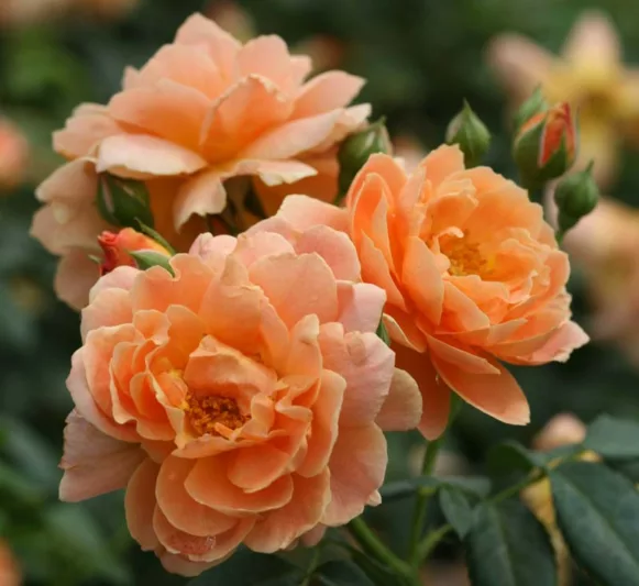 Rose 'At Last®', Rosa 'At Last®', Rosa x 'HORCOGJIL', Shrub Roses, Orange Roses, Apricot Roses, Disease Resistant Roses