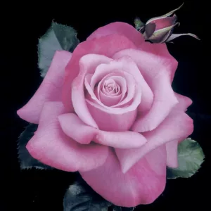 Rosa 'Barbra Streisand', Rose 'Barbra Streisand', By TippaPat, Purple roses, Lavender roses, Shrub roses, Rose bush