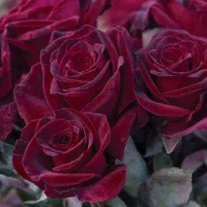 Rosa 'Black Baccara', Rose 'Black Baccara', Rosa 'MEIdebenne', Hybrid Tea Roses, Shrub Roses, Red roses, Dark roses, Rose bush