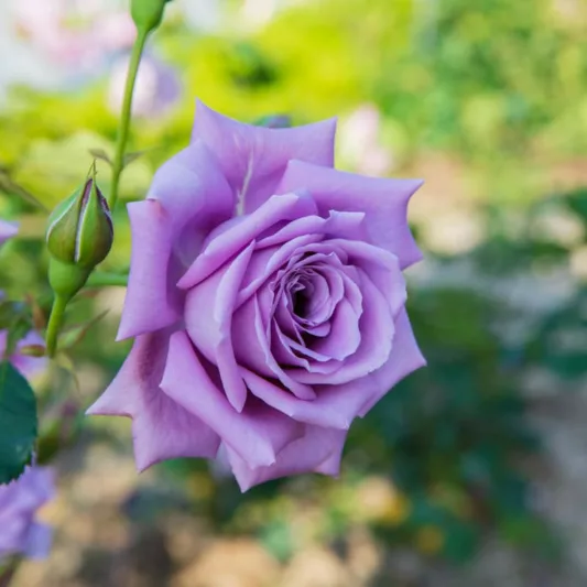 Rosa 'Blue Moon', Rose 'Blue Moon', Rosa 'Blue Monday', Rosa 'Mainzer Fastnacht', Rosa 'Mainzer Rad', Rosa 'Navo-Rose', Rosa 'Sissi', Rosa 'Sissy', Rosa 'TANnacht', Rosa 'TANsi', Hybrid Tea Roses, Shrub Roses, Lavender Rose